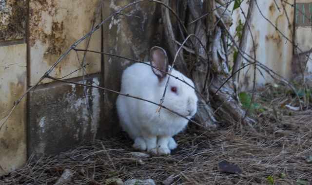 Bari, la pineta San Francesco ha dei nuovi abitanti: sei coniglietti "arrivati dal nulla"